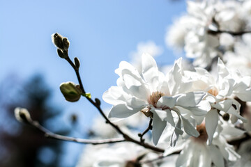 Beautiful white magnolia flowers on blue sky. Selective focus.