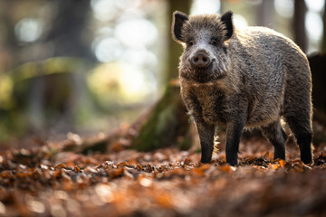  Wild Boar Or Sus Scrofa, Also Known As The Wild Swine, Eurasian Wild Pig - obrazy, fototapety, plakaty