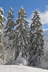 hight fir trees covered with snow in alpine  mountain