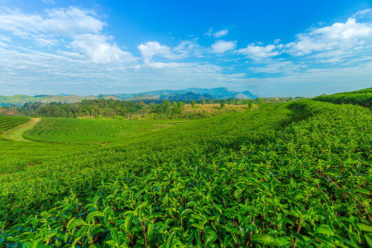 Green tea farm with blue sky background,Green tea plantation landscape sunrise at Wuyishan, Fujiang, Chi 