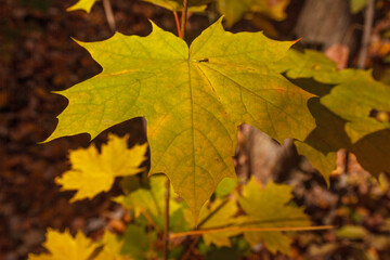 Naklejka na ściany i meble Photo closeup of autumn colorful yellow golden thick blanket of fallen dry maple leaves