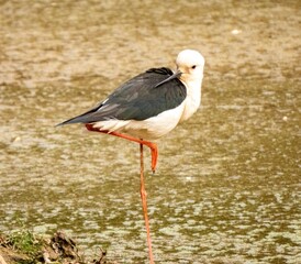 One legged bird yoga