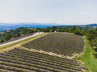 Hills in Sale San Giovanni with lavender fields, Piedmont - Italy
