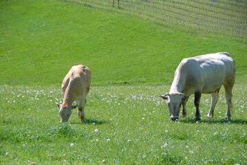 Naklejka na ściany i meble Grazing cows in the Langhe, Piedmont - Italy