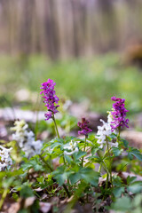 Hollow smokestack (Corydalis cava), spring forest, Southern Moravia, Czech Republic