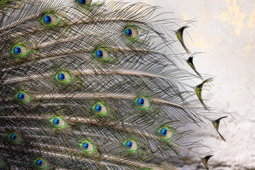 Obraz premium Closeup Image of a peacock dancing with its open feathers