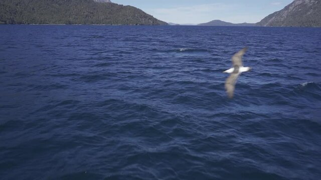 Navegando en barco,Gaviotas volando sobre el lago nahuel huapi, bariloche, patagonia argentina