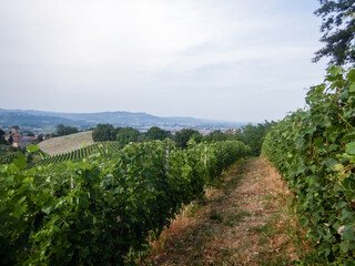 Fototapeta na wymiar Vineyard in the Langhe hills, Italy