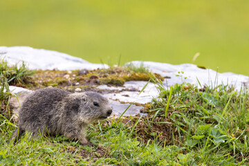 Marmot near Tignes,  Tarentaise Valley, Department Savoie,  Auvergne-Rhone-Alpes region, France