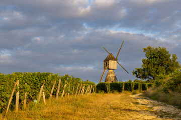 Windmill of La Tranchee and vineyard near Montsoreau, Pays de la Loire, France