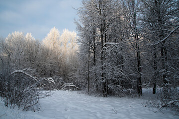 The top of a large tree in the snow. The branches of the tree are illuminated by the winter sun. Winter forest panorama.