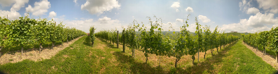 Vineyard in the Langhe near Barolo, Piedmont - Italy
