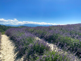 Lavender field in Paroldo, Piedmont - Italy