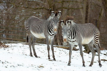 zebras in winter in ZOO, Czech Republic