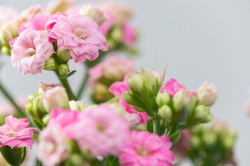 close up of pink kalanchoe