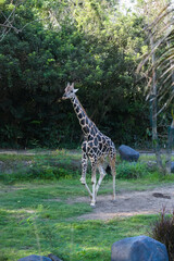 Vertical shot of a beautiful giraffe walking in the animals park