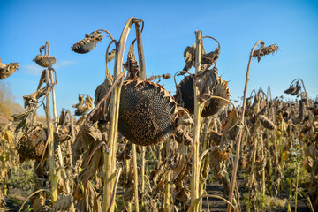A dried brown sunflower with a broken stem. Drought and death of crops. Concept: old age.