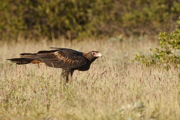 Keilschwanzadler steht im flachen Gras

