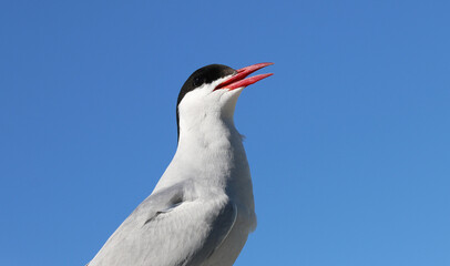 Küstenseeschwalbe - 