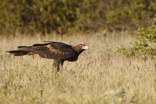 Keilschwanzadler steht im flachen Gras
