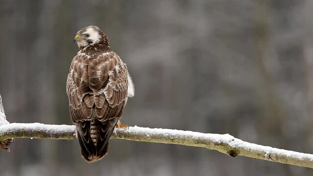 Myszoł&oacute;w - zima