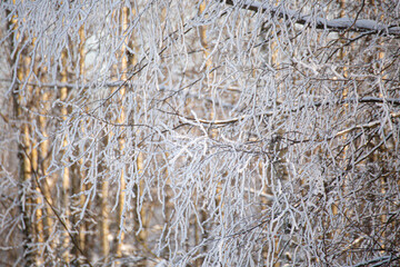 Frosty branches in frost
