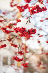 Red bunches of viburnum on the bush during a snowfall