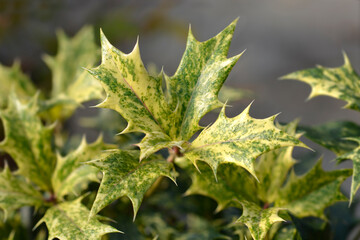Holly osmanthus Tricolor