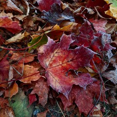 maple leaves