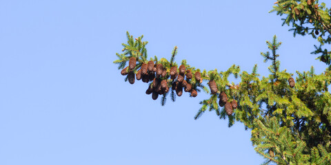 There are a lot of fir cones on a spruce branch. Bottom view . Natural background. Evergreens.