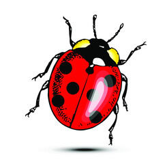 Vector illustration of red ladybug with black dots isolated on white background.