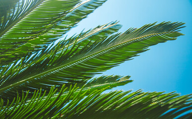 Palm leaves against the sky. Selective focus.