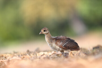 Closeup shot of a cute little Malleefowl