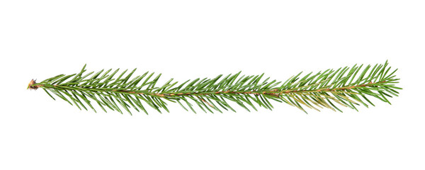Little branch of spruce banner sized. From fir Christmas tree. Real spruce sprig with needles. Isolated on white background closeup.