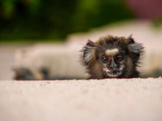 Closeup of Marmoset monkey hiding behind wall