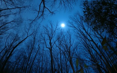 Full moon exposure in the woods at night at Burke Lake Park in Virginia, USA