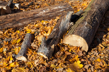 logs lying in the forest in the autumn season