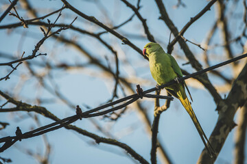 Halsbandsittich freilebend Deutschland