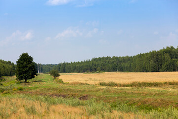 one tree growing in the summer in the field