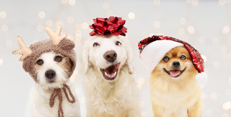 Banner happy christmas dogs. Three puppies celebrating holidays wearing a red glitter ribbon, santa...