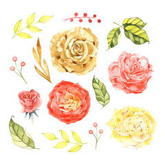Set of pink, yellow and tea rose flowers and rosebuds hand drawn in watercolor isolated on a white background. Ideal for creating floral arrangements for invitations, cards and patterns.