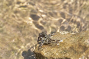 Characteristic specimen of Mediterranean crab on rocks