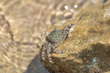 Characteristic specimen of Mediterranean crab on rocks