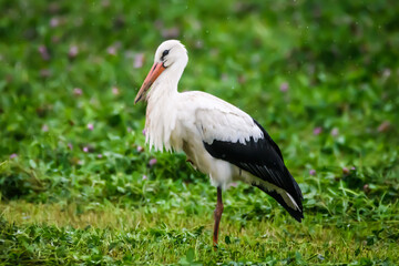 Selective focus photo. White stork stands on the field, during rain.