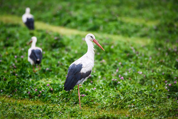 Selective focus photo. White stork stands on the field, during rain.