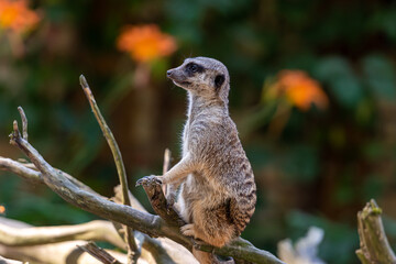 meerkat (Suricata suricatta) keeping watch while stood on a tree with a natural defocused background