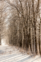 snow covered trees in winter