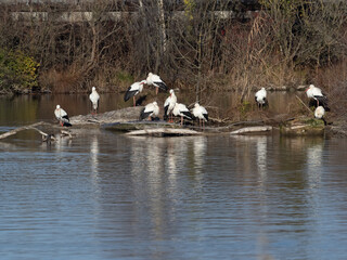 Large stork flocks over wintering on the shores of the Upper Zurich Lake (Obersee), Rapperswil-Jona, St. Gallen, Switzerland