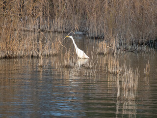 Great White Egret (Ardea alba) on the shores of the Upper Zurich Lake (Obersee), Rapperswil-Jona, St. Gallen, Switzerland