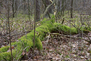 A broken, overturned and mossy tree in the forest on a cloudy day.